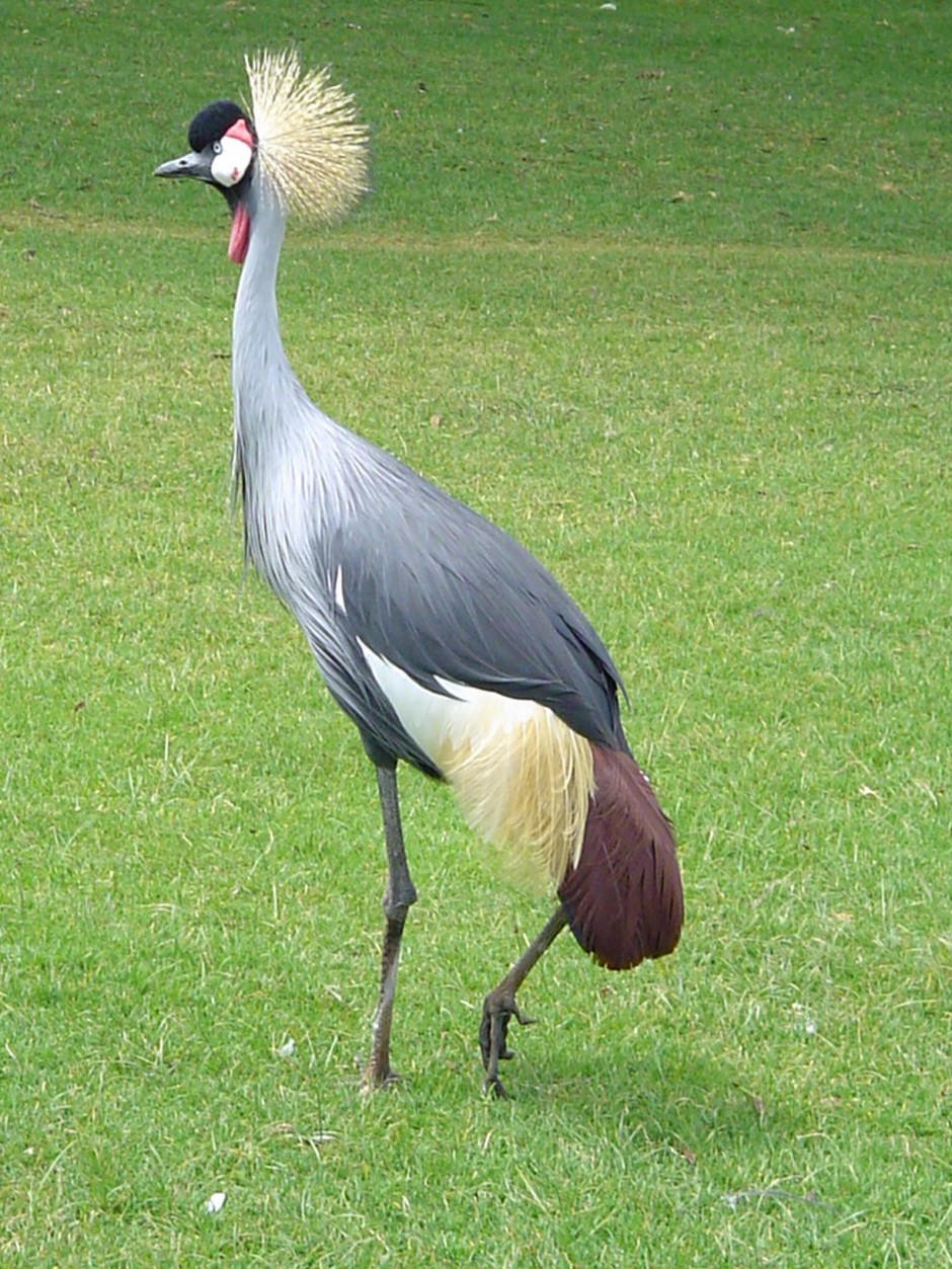 Kenya 1 2004