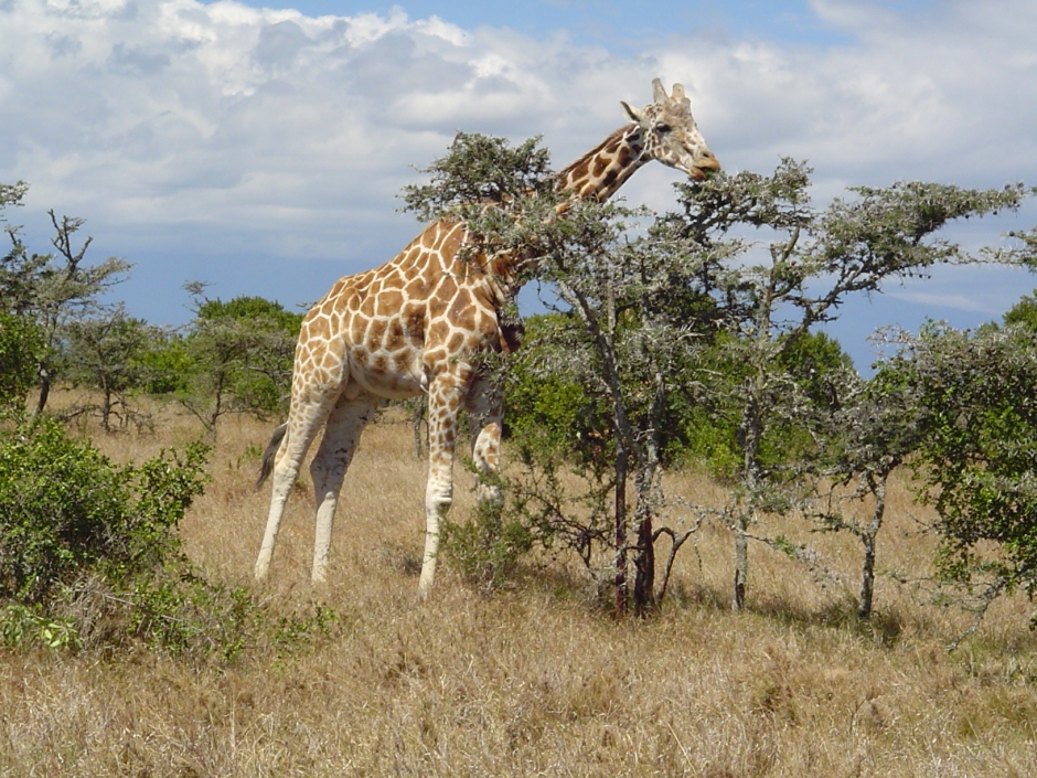 Kenya 5 2004